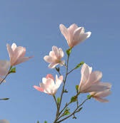 magnolia.jfif magnolia.jfif